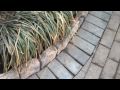 Brick Edging performed by Chris Orser Landscaping Crews Brick Edging performed by Chris Orser Landscaping Crews