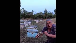 Arıları Sarhoş Etmeyin