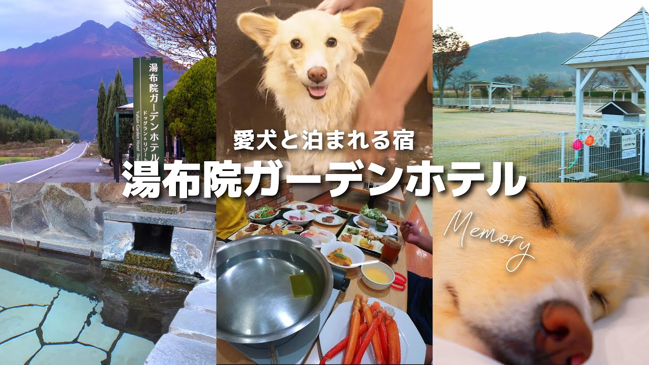 【愛犬と泊まれる宿】湯布院ガーデンホテルに再び訪れました｜秋の大分熊本犬連れ旅行