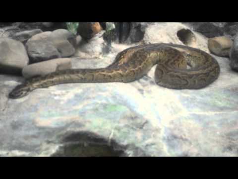 アフリカニシキヘビ  African python