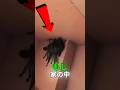これを見たら逃げろ ショート これを見たら逃げろ ショート