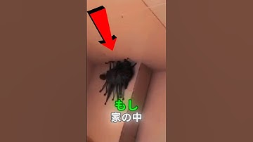 これを見たら逃げろ😨  #ショート