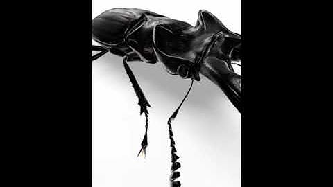 Beetle 3 Google View in 3D with Argumented Reality AR available - Insect