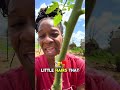 #homestead #garden #gardening #grow #growagarden