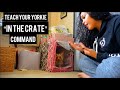 "IN THE CRATE" COMMAND - YORKIE TRAINING