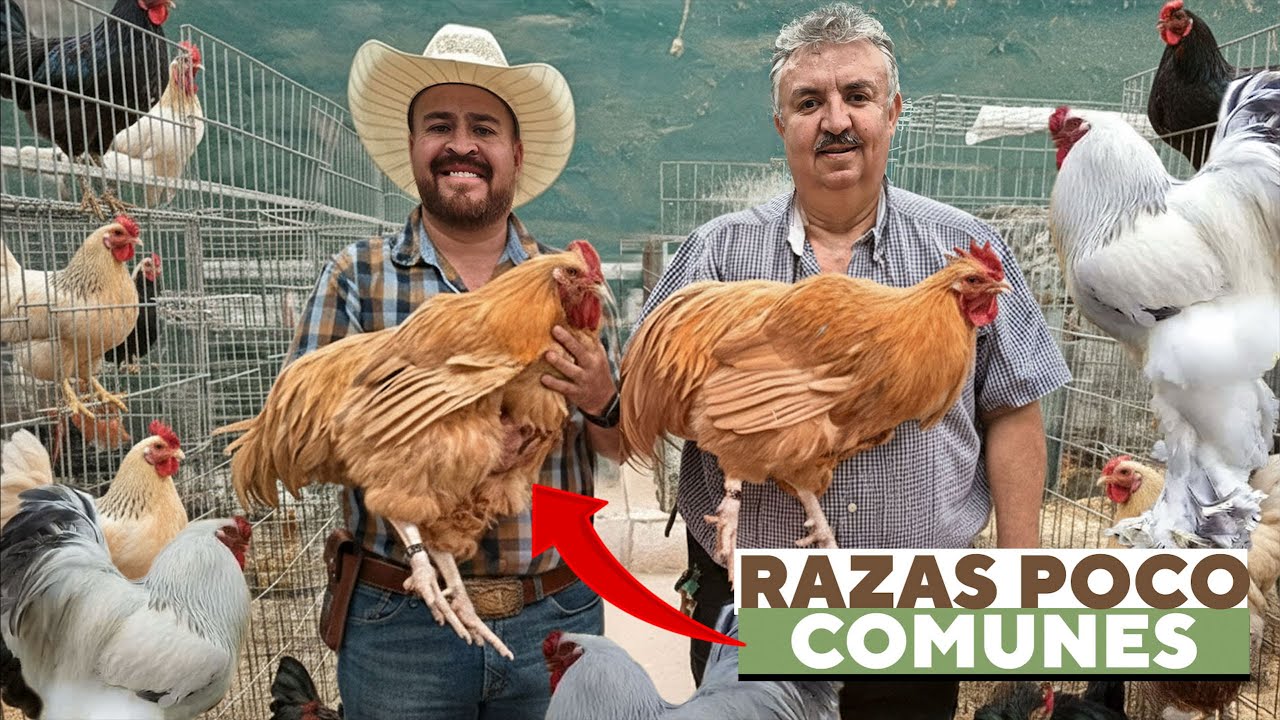Encontré las gallinas más EXTRAÑAS del mundo (Están en México)