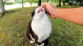 撫でられると舐め返す野良猫