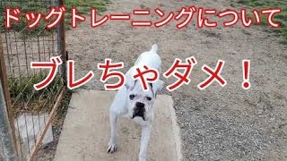 ドッグトレーニングについてDog Rescue A&R