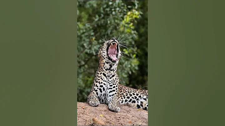 Stunning Leopard in Its Natural Habitat thumbnail