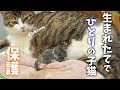 生まれたばかりで母猫とはぐれた子猫を保護…。血の繋がりのないママ猫ちゃんの大きな優しさに感動しました😭💐 【保護猫活動】