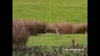 Pard DS35 70 LRF Gen2 - Daytime- Evening Rabbit Shooting