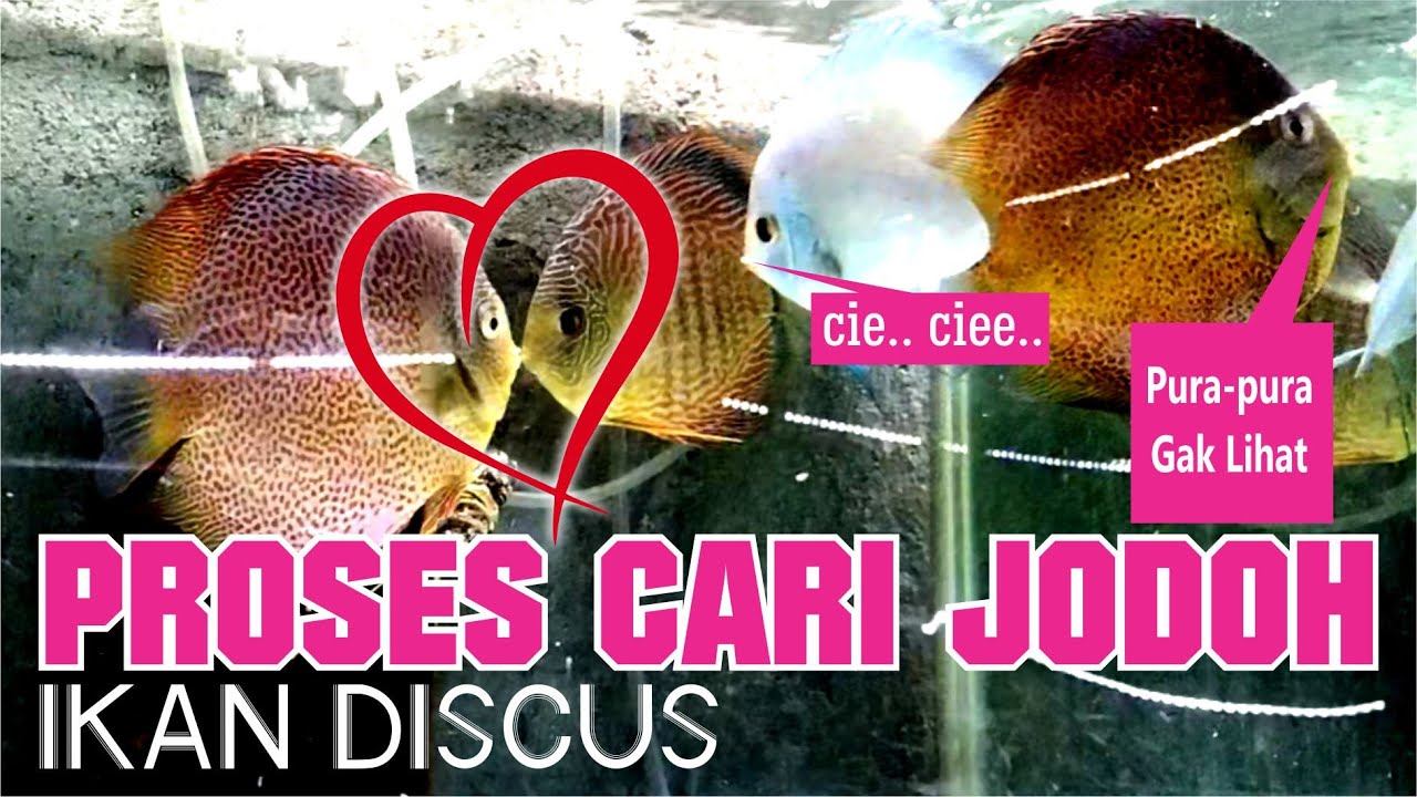 Proses Ikan Discus Cari Pasangan - Siap Dikawinkan