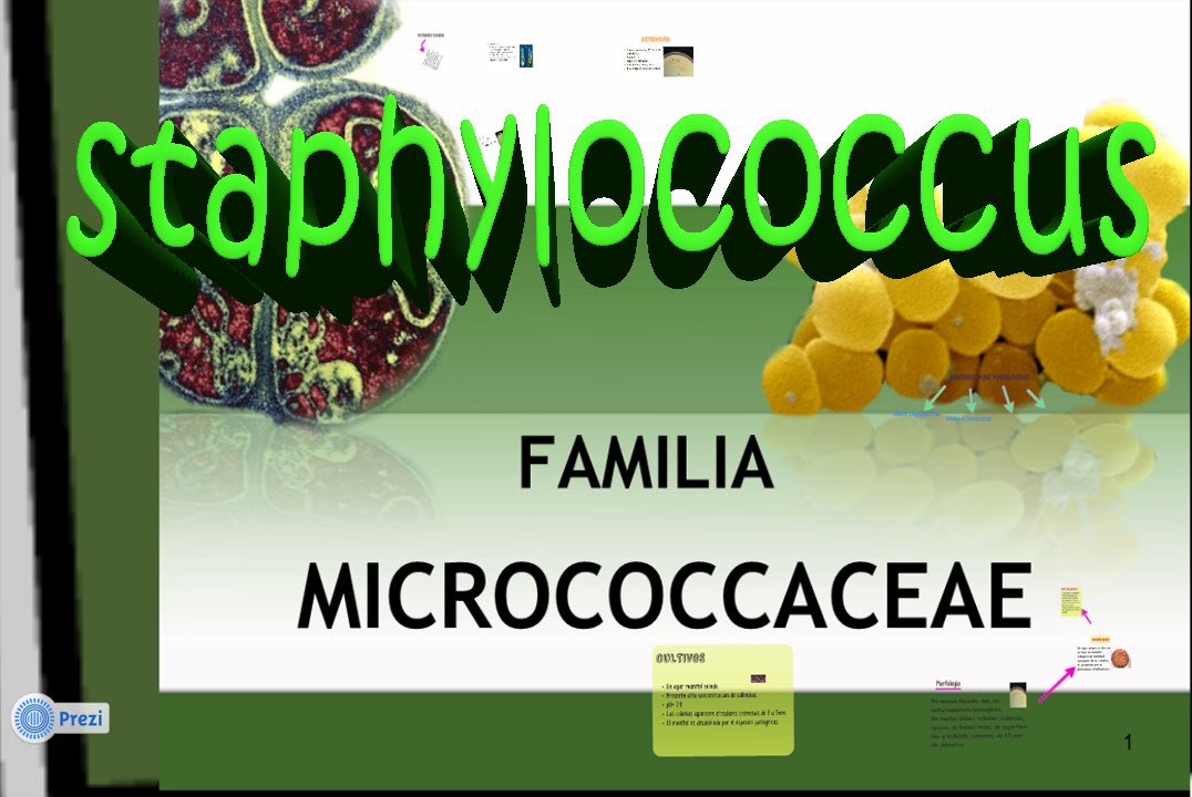 Micrococcaceae: Staphylococcus aureus