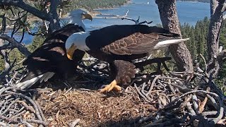 FOBBV Eagles 🦅 Jackie \& Shadow share time at nest, then rendezvous on favorite snag 💕 2024 Apr 24