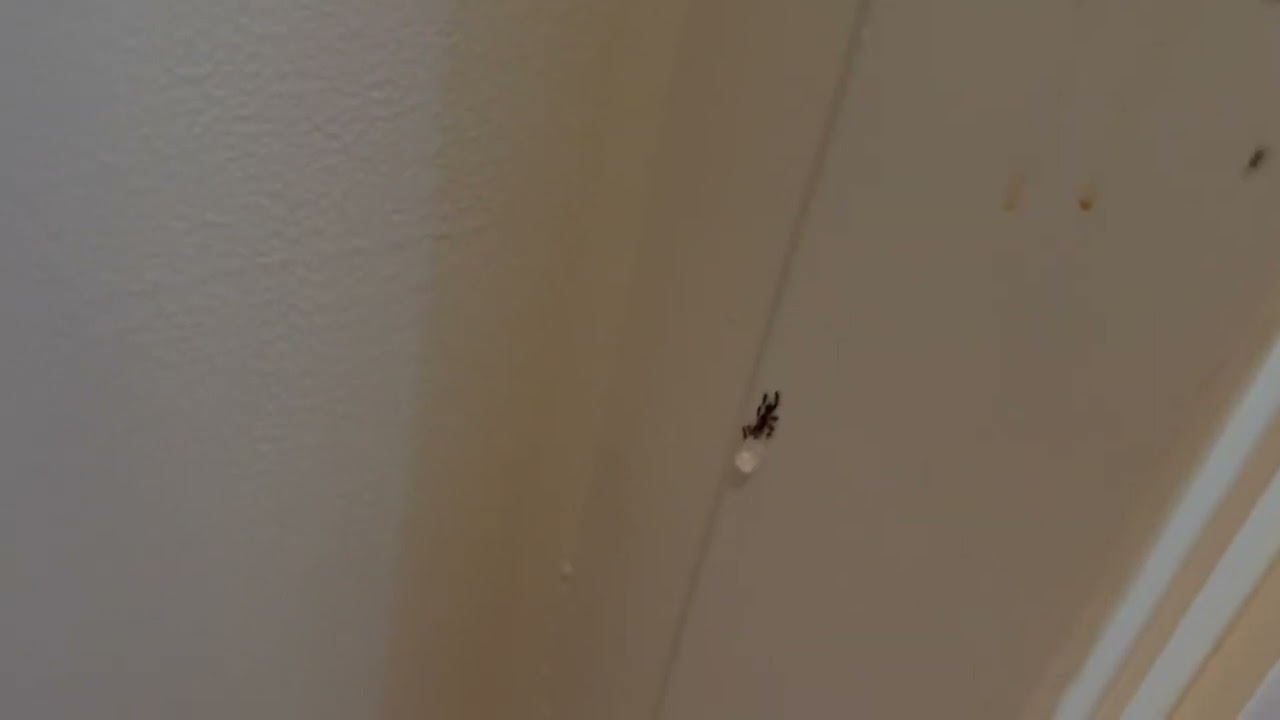 Ants Infesting the Bedroom and the Closet