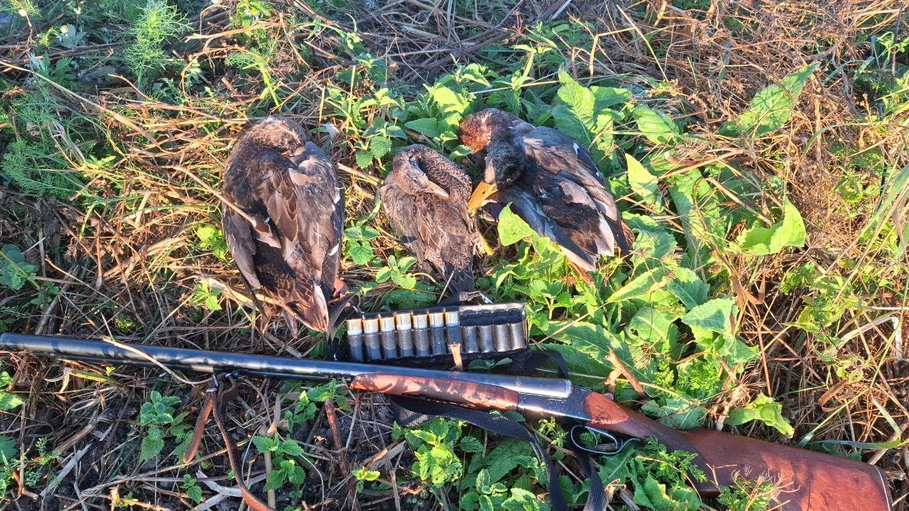 Идеальная охота на утку! Стрельба в лет!