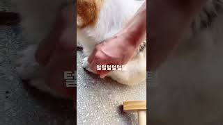 #털갈이 #강아지 #반려견 #대별이 #웰시코기 #더운 #여름 #손 #다으면 #톡하고 #나오는 #털 #털털 #털털털 #tlog #tlog추천