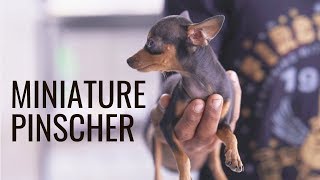 Cute Miniature pinscher facts and features!
