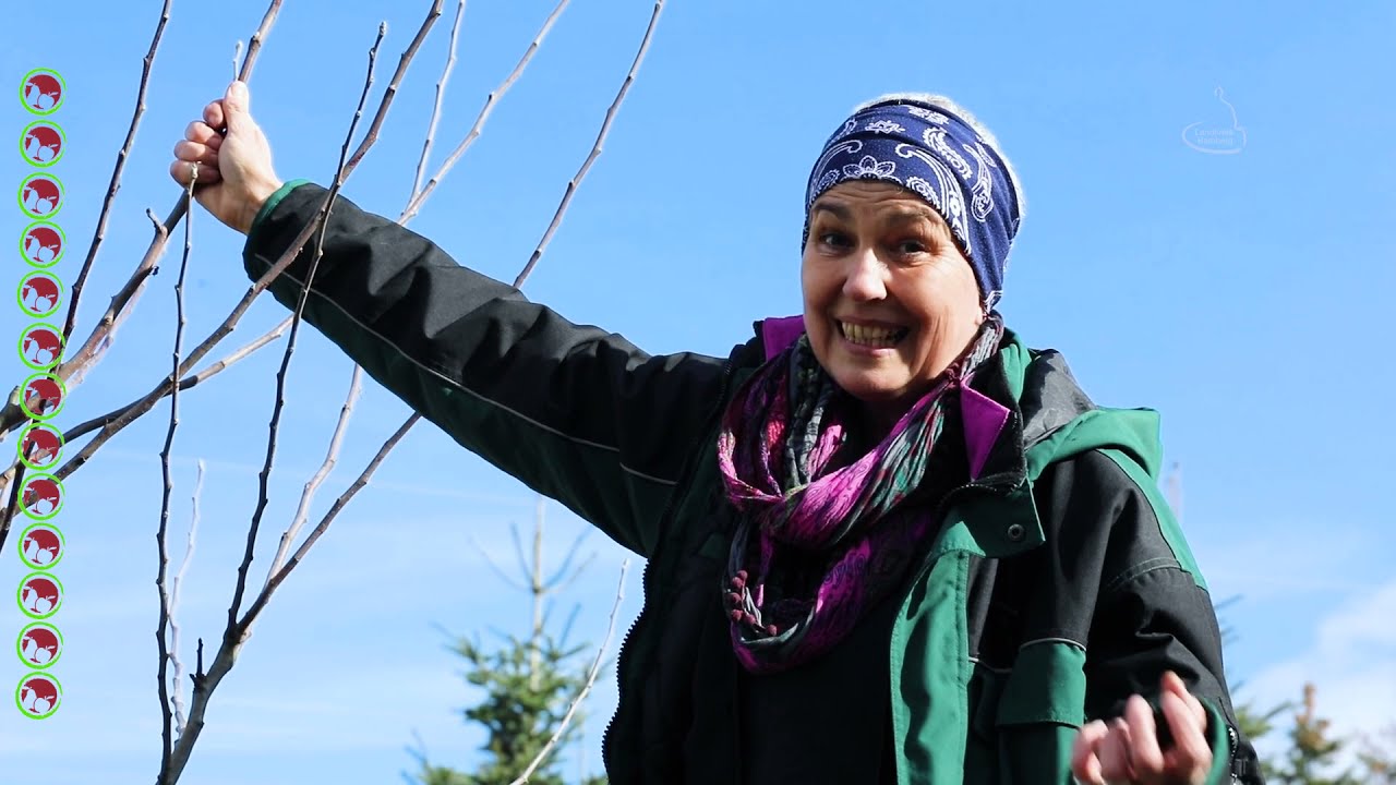 Erziehungsschnitt eines Obstbaums