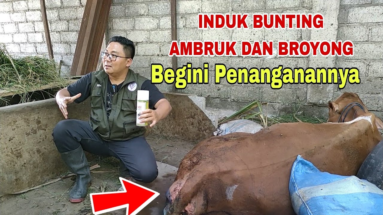 INDUK BUNTING AMBRUK & BROYONG, BAGAIMANA PENANGANANNYA?
