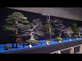 Trophy bonsai exhibition 2024