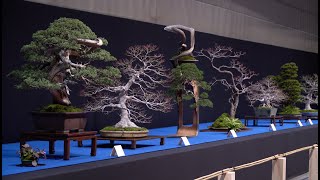 Trophy Bonsai Exhibition 2024