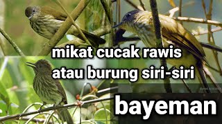 Mikat cucak rawis / burung siri-siri bayeman...-rangga channel dor