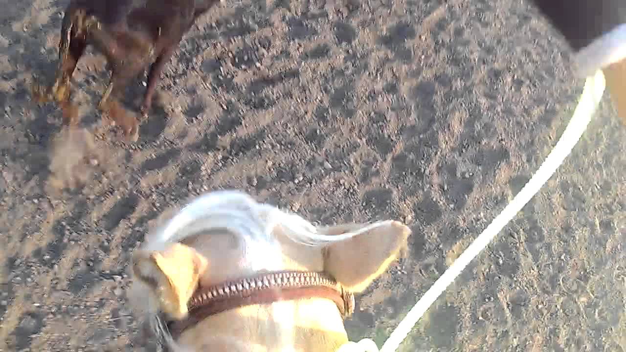 go pro team roping 9/1/15 - YouTube