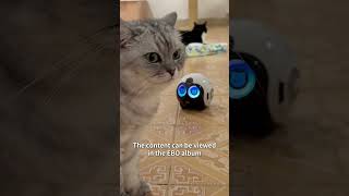 EBO Max Tutorial | Pet Companionship Profile