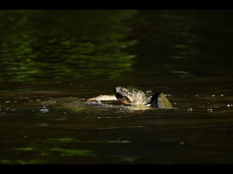 two massive snapping turtles fight during mating season