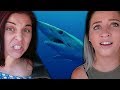 SWIMMING WITH SHARKS!?!? (Lunchy Break)