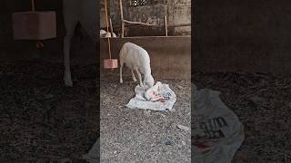 First moments successful lambing at mbis farms.#mbisfarms #lambing #balamibreed #livestocknigeria