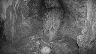 No Chicks for Tawny Owls | Luna & Bomber | Robert E Fuller