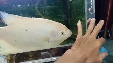 cá Phát Tài mau Lớn nhờ thức ăn Này