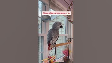 Symon, de pratende Afrikaanse grijze papegaai, vraagt ​​Alexa om muziek af te spelen en ze speelt...