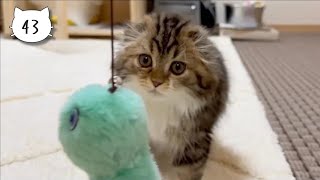 Battle between our cute kitten and the alien: cat vs octopus round 2. Elle video No.43 by Cute Kitten Elle 199 views 13 days ago 3 minutes, 10 seconds