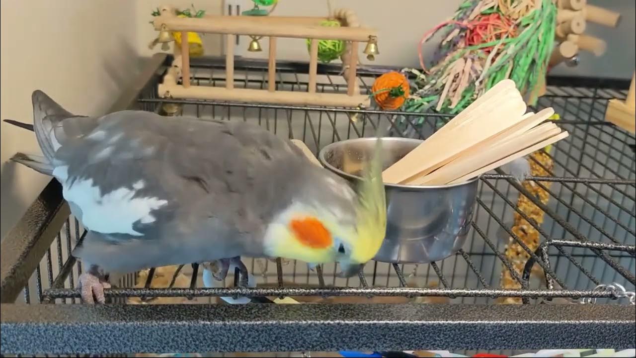 He throw 2 Cricket the Cockatiel throws some more! cockatiel 
