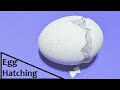 Baby chick hatching | Egg hatching | Chicken egg hatching