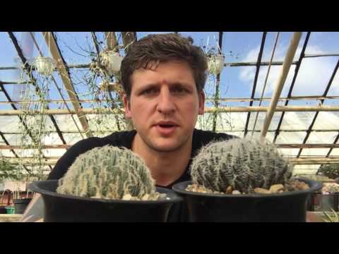 Video: Haworthia Iliyopigwa