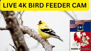 Live Bird Feeder Cam American Goldfinches