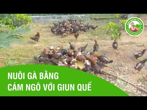 Video Nuôi gà bằng cám phối trộn với giun quế - Trại Giun... - youtube
