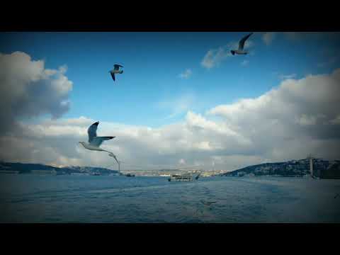 The Sound Of The Seagull And The Sea صوت النورس والبحر