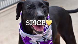 SPICE/114118/KIND GIRL/NYCACC