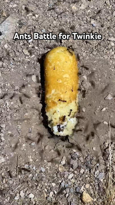 Ants battle over Twinkie #ants #battle #experiment #pigs