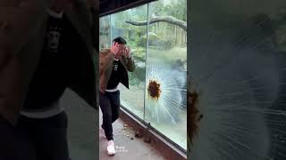 Dont Challenge A Silverback Part 3