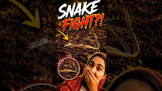 Just a normal evening...until THIS happened 🐍😳#Shorts #SnakeFight #VillageVlog #DailyVlog #Trending