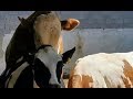 Bulls & Cows Best Farming - New Bulls Meet Cows First Time #10