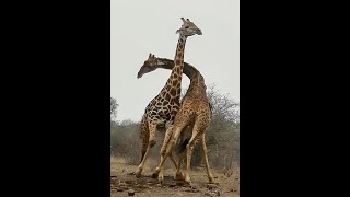 Giraffes Bulls Fighting - no holds barred!