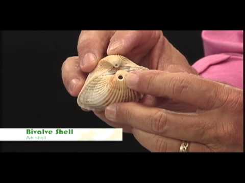 Video: Univalve və bivalve arasındakı fərq nədir?