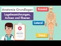 Anatomie Grundlagen Lagebezeichnungen Und Ebenen Am Körper Einfach Erklärt